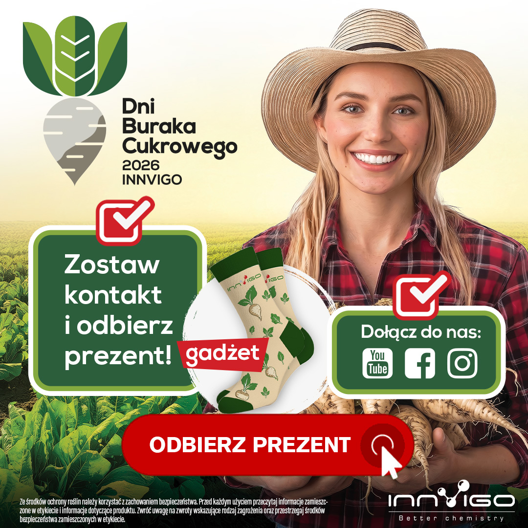 dni buraka cukrowego