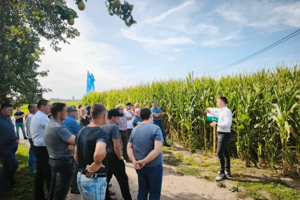 Spotkanie polowe w Brzeźnie Starym – odmiany kukurydzy, nawożenie i ochrona przed trudnymi chwastami