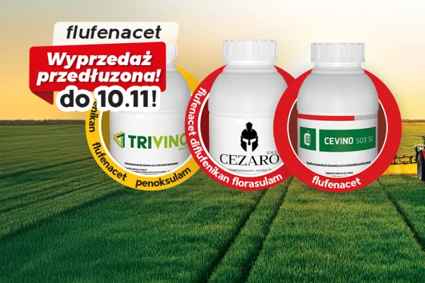 Cezaro, Trivino, Cevino – wyprzedaż przedłużona do 10 listopada