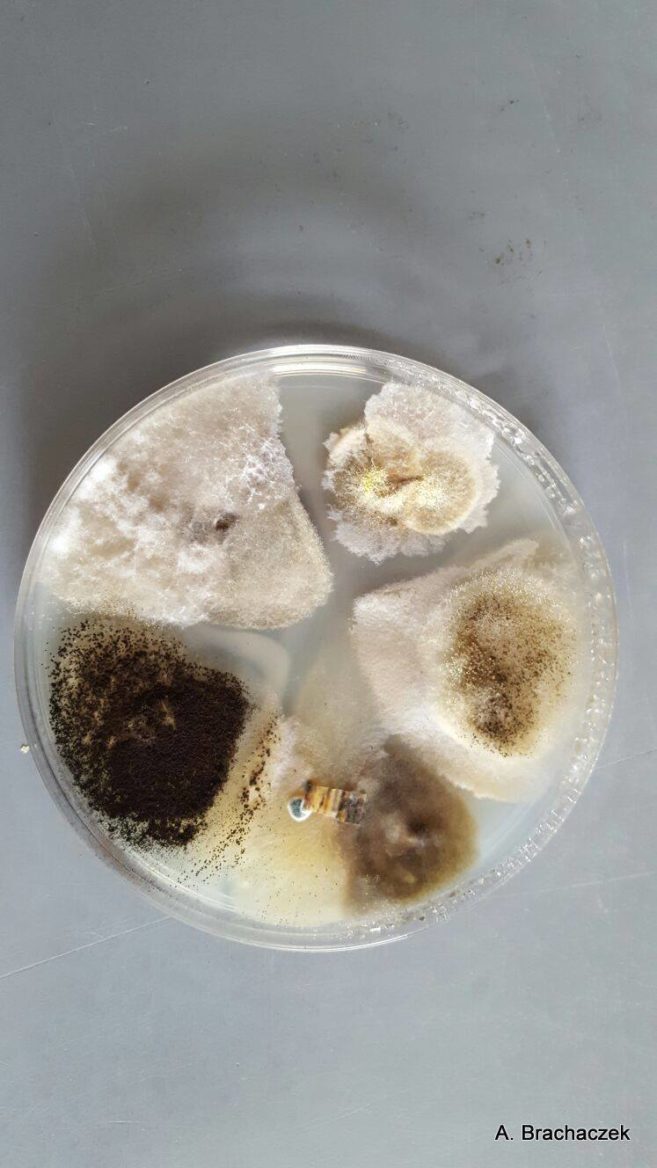 próbki grzybów toksynotwórczych