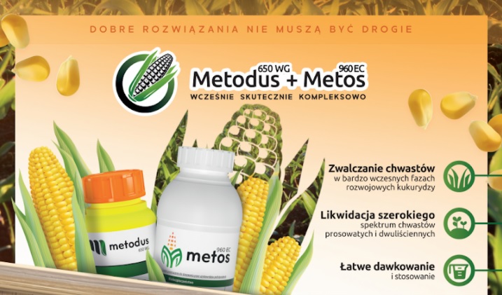 Metodus Metos zwalczanie chwastów kukurydza