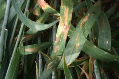 Zwalczanie rynchosporiozy zbóż. Jak zwalczać rynchosporiozę zbóż?