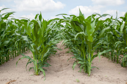 Zwalczanie chwastów w kukurydzy