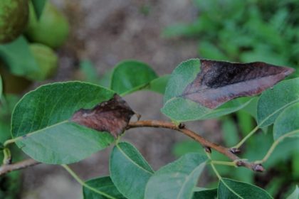 Zwalczanie brunatnej plamistości liści gruszy. Jak skutecznie zwalczać brunatną plamistość liści gruszy?