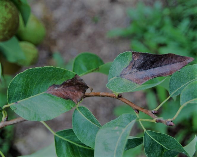 Zwalczanie brunatnej plamistości liści gruszy. Jak skutecznie zwalczać brunatną plamistość liści gruszy?