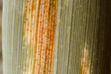 Zwalczanie septoriozy paskowanej liści pszenicy. Jak zwalczyć septoriozę paskowaną liści pszenicy?
