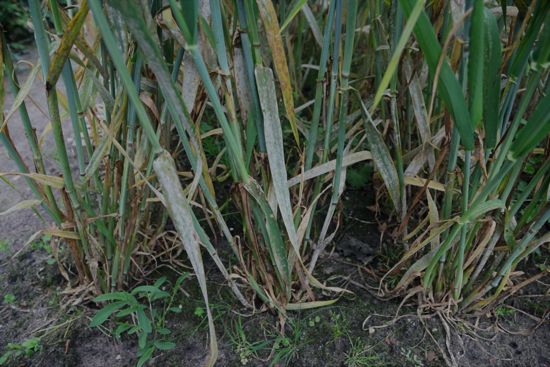Zwalczanie mączniaka prawdziwego zbóż i traw. Jak zwalczać mączniaka prawdziwego zbóż i traw?