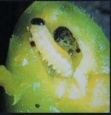 Zwalczanie owocnicy śliwowej żółtorogiej. Jak zwalczyć owocnicę śliwową żółtorogą?