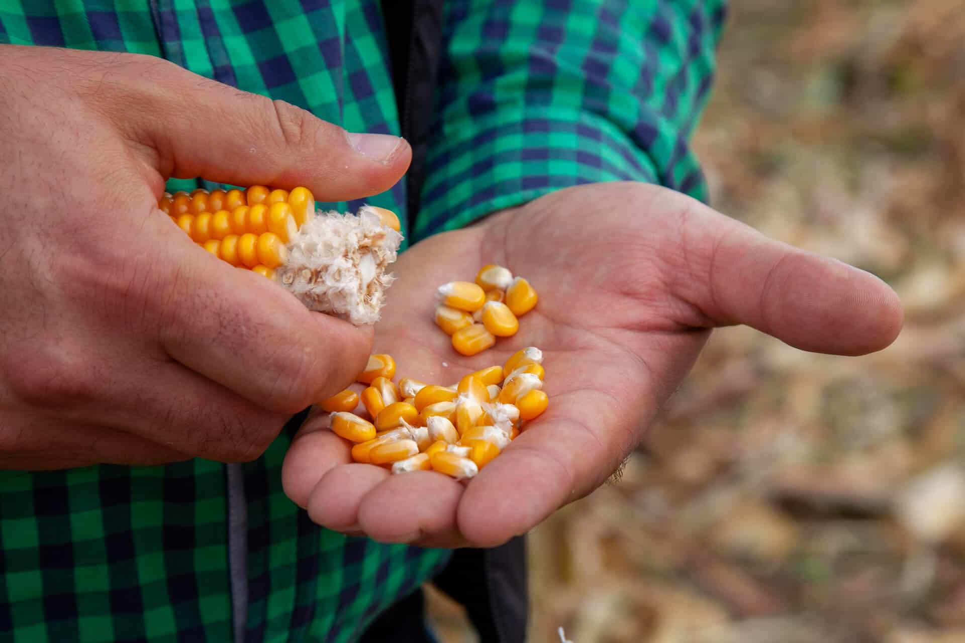 ochrona kukurydzy, opryski - zwalczanie chwastów, herbicydy na kukurydzę