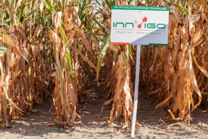 ochrona kukurydzy, opryski - zwalczanie chwastów, herbicydy na kukurydzę Innvigo