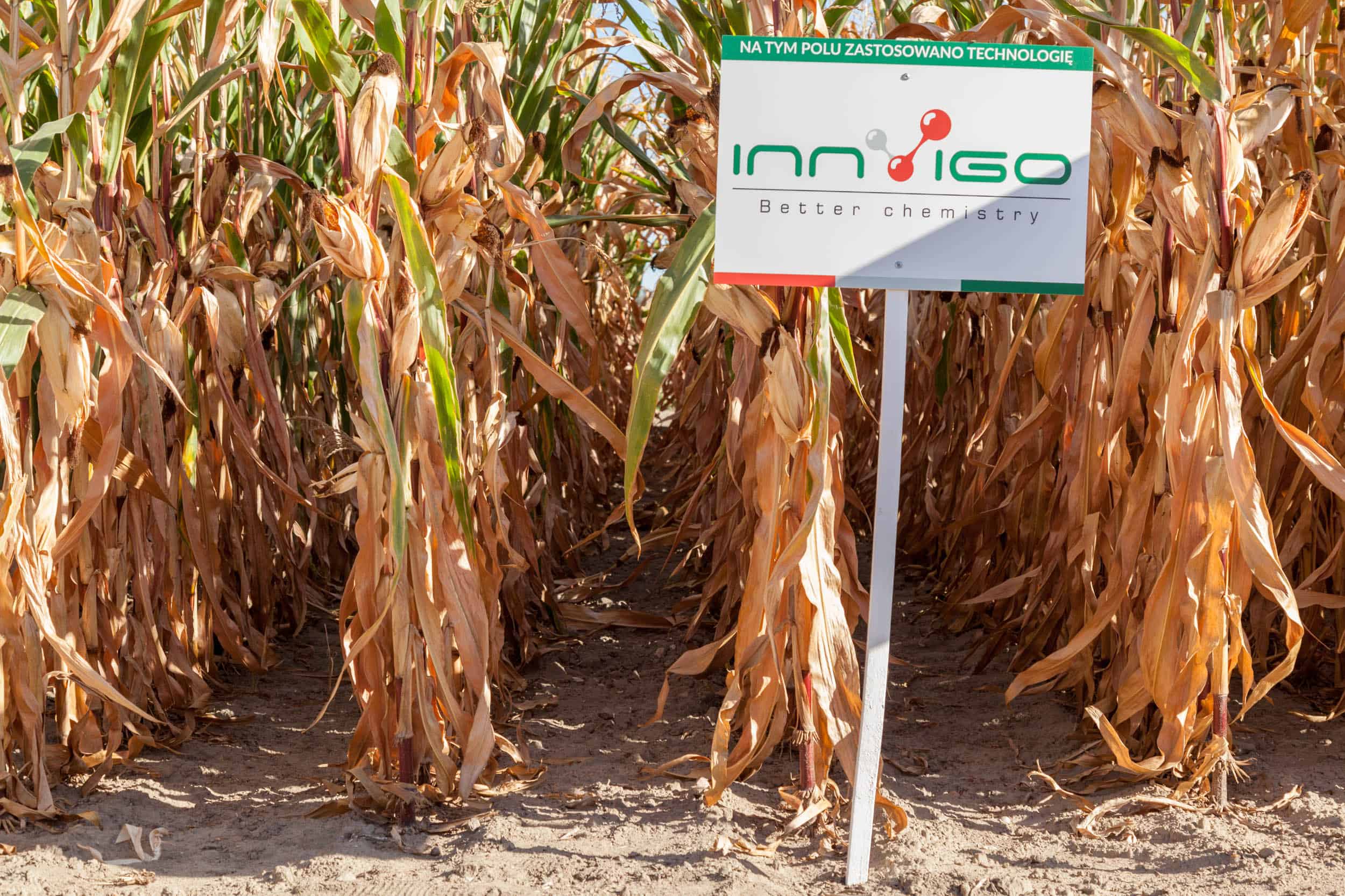 ochrona kukurydzy, opryski - zwalczanie chwastów, herbicydy na kukurydzę Innvigo